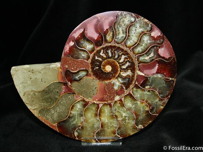 Inch Wide Cut and Polished Ammonite (half) #762